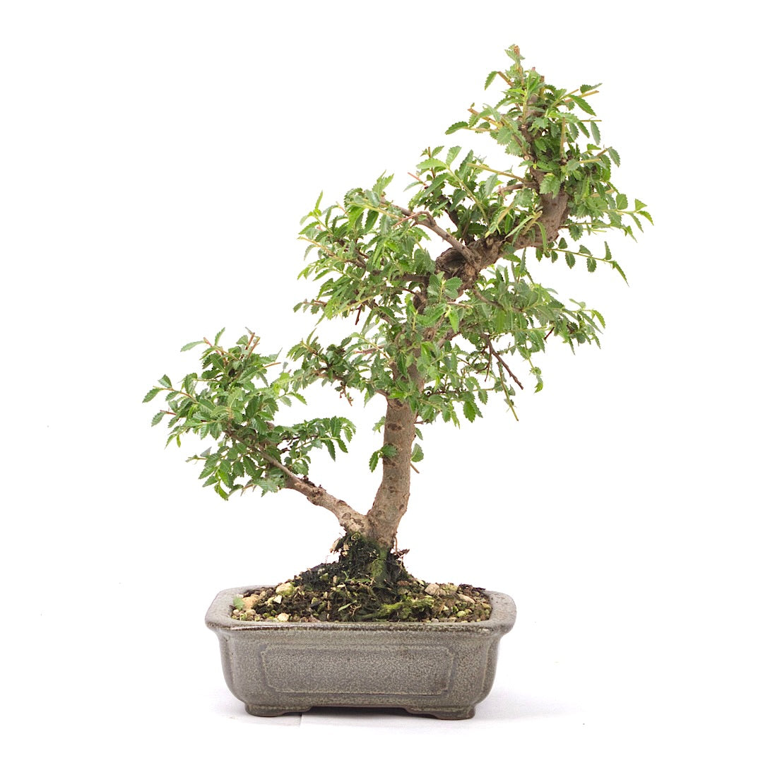 Japanische Ulme 'Ulmus japonica'